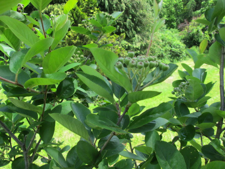 Aronia Blätter und Früchtedolde