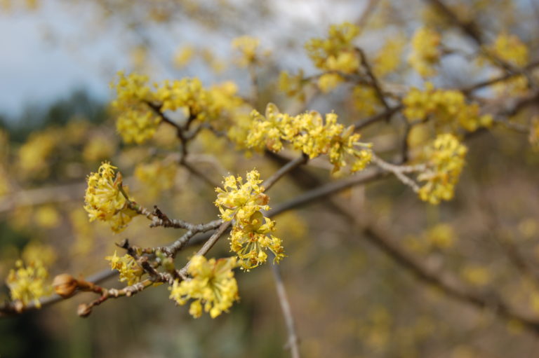 Blüte der Kornellkirsche