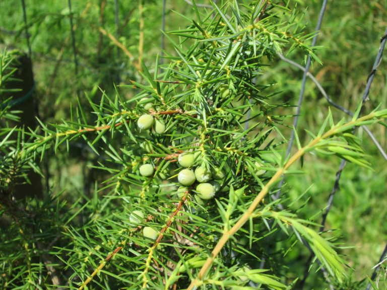 Wacholderbeeren