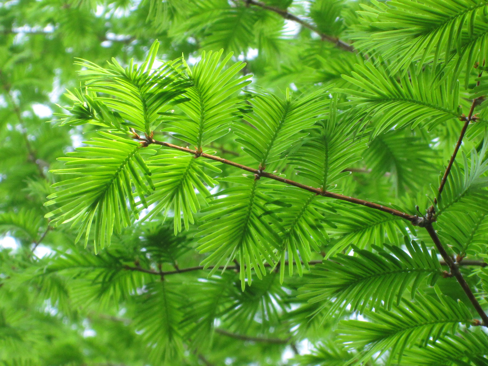 Metasequoia glyptostroboides Arboretum Laßnitzhöhe