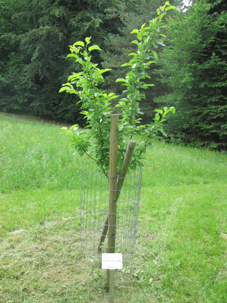 Gelber Zierapfel ganz fotografiert