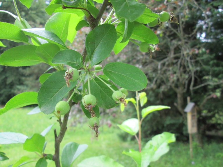 Frucht und Blätter vom Roten Zierapfel