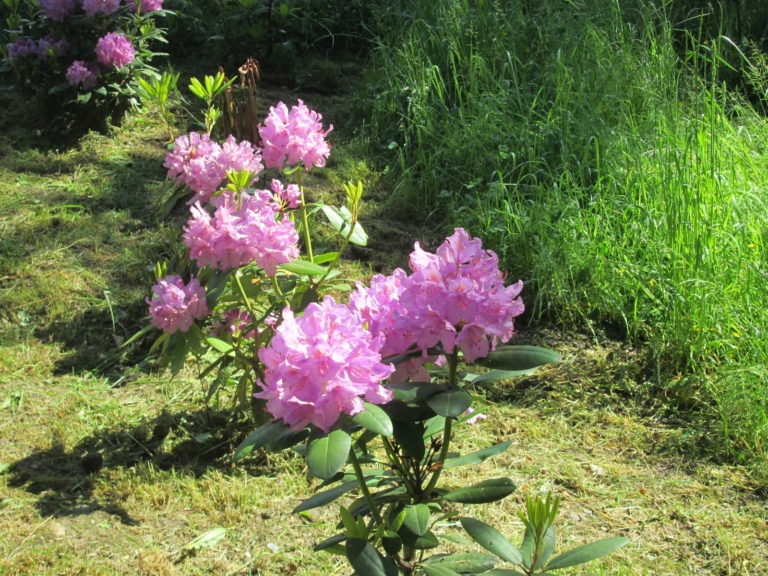 RhRhododendron im Arboretum