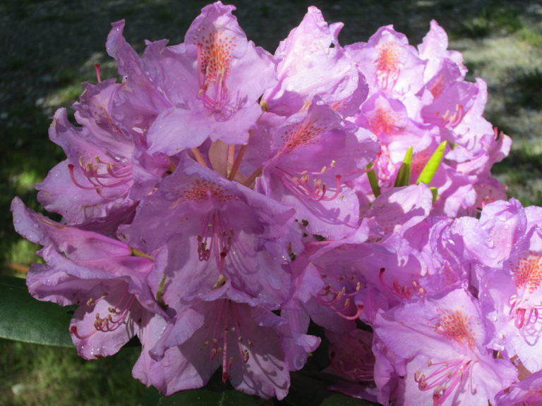 Große Sammelblüte des Rhododendron catawbiense