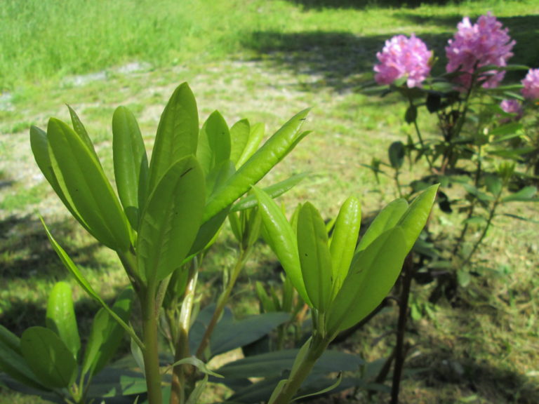 Blätter groß vom Rhododendron