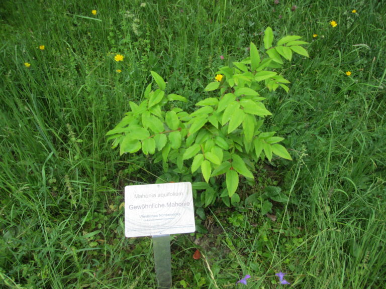 Schild der ganzen Pflanze Mahonie