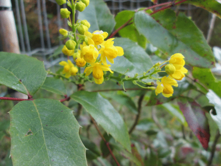 Mahonia aquifolium Bluete