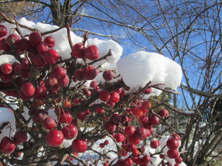 Wildapfel Red Sentinel mit Schnee auf roten Äpfeln