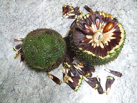 Weiblicher Blütenzapfen der Chiletanne mit Samen