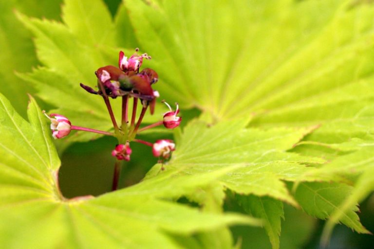 Goldahorn Blüten und Blätter