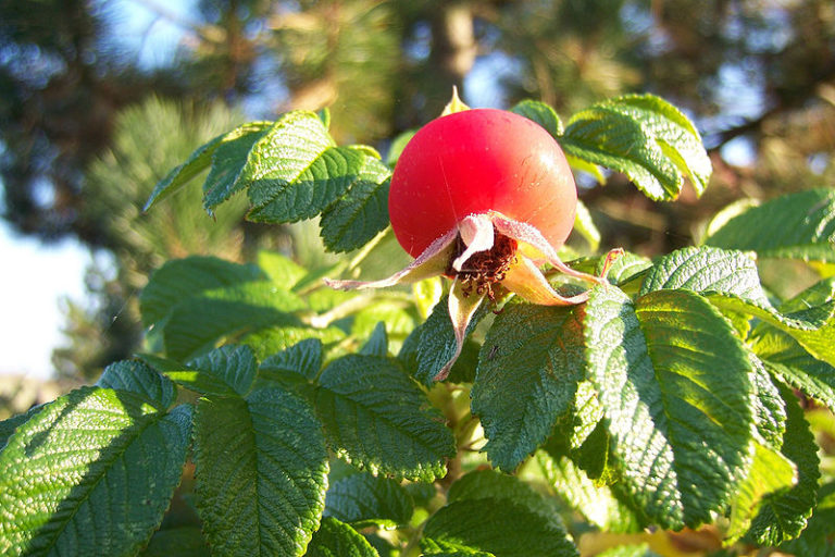 Frucht (Hagebutte) der Apfelrose