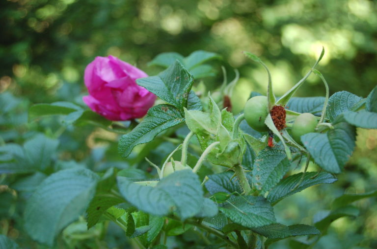 Apfelrose mit Blüte