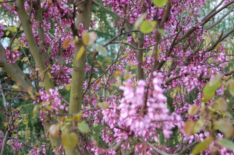 Cercis-Blueten stammwüchsig