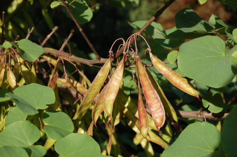 Cercis Samenschoten