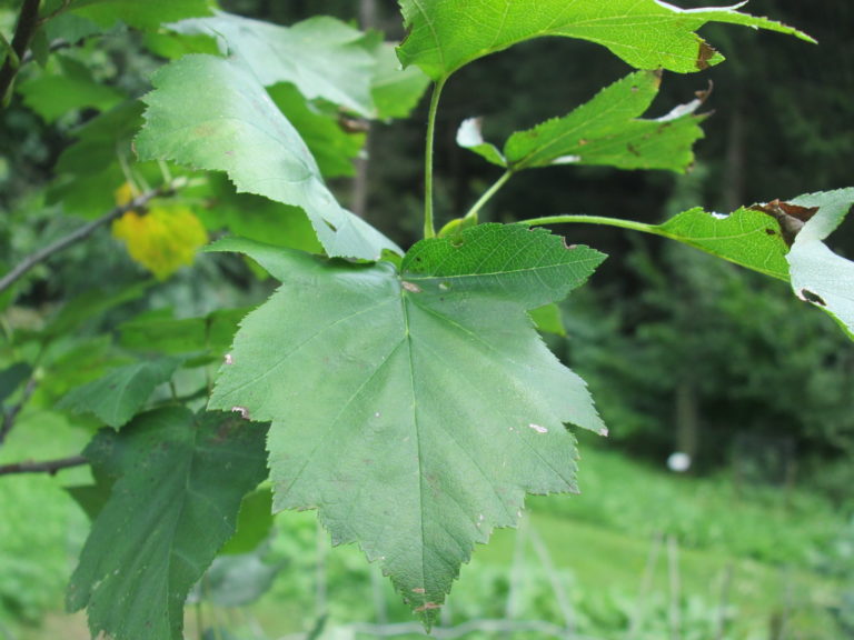 Grünes Blatt der Elsbeere