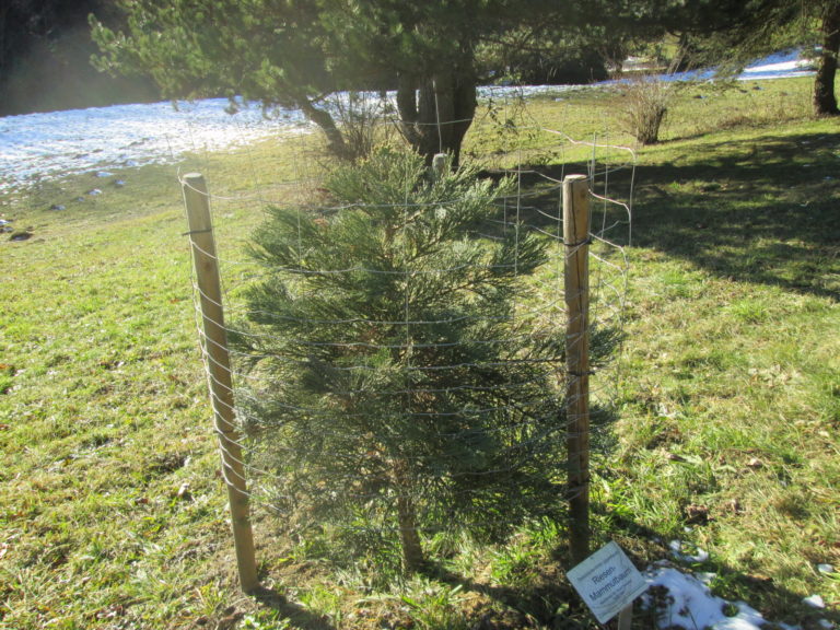 Sequoiadendron Jungpflanze im Arboretum