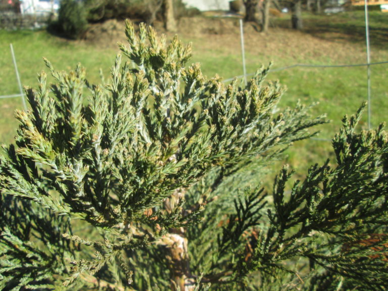 Sequoiadendron Zweige