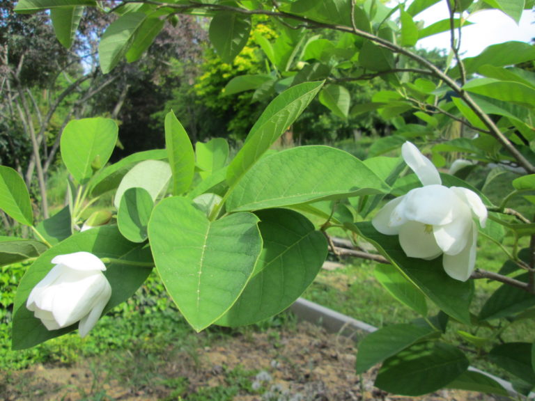 Sommer-Magnolien-Blätter und Blüten