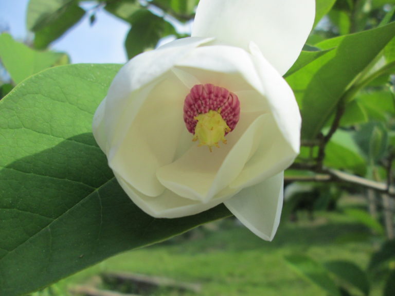 Blüte der Sommer-Magnolie