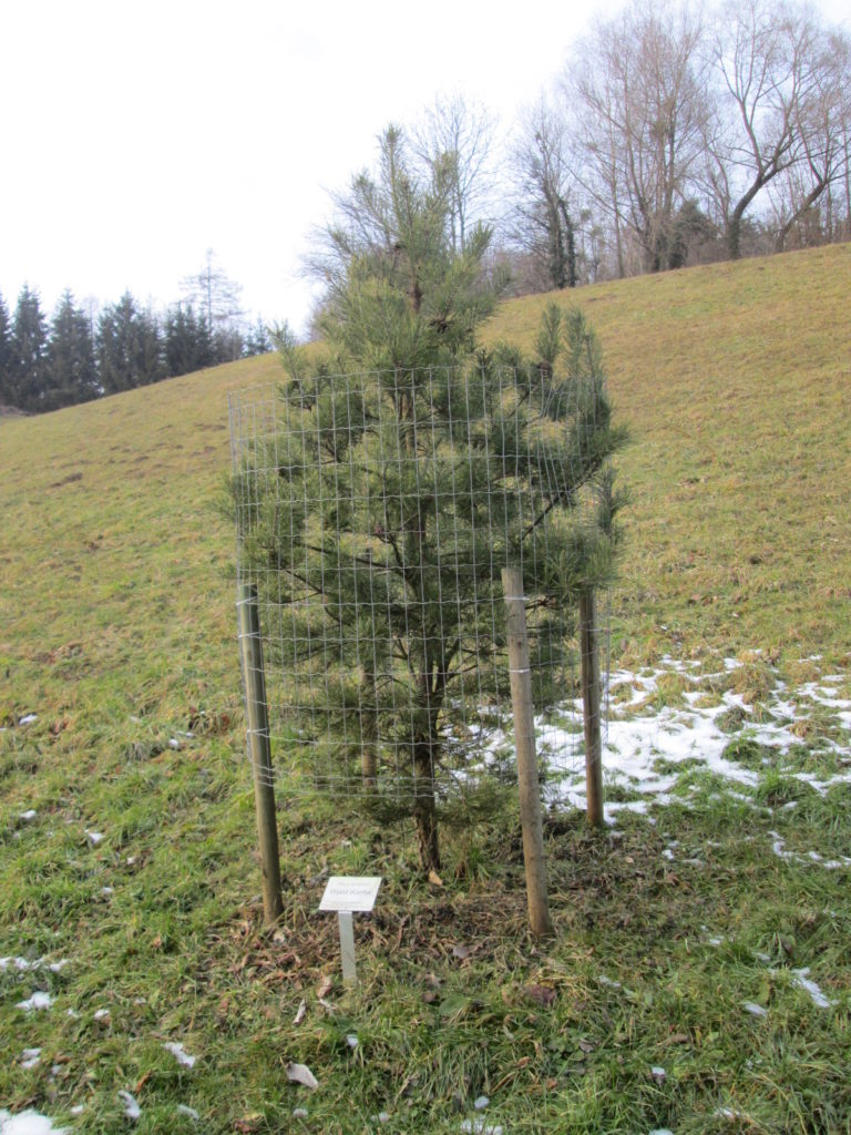 Jungpflanzung Pinus sylvestris Watereri im Arboretum