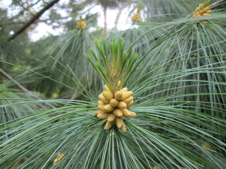 Pinus wallichiana Blüte