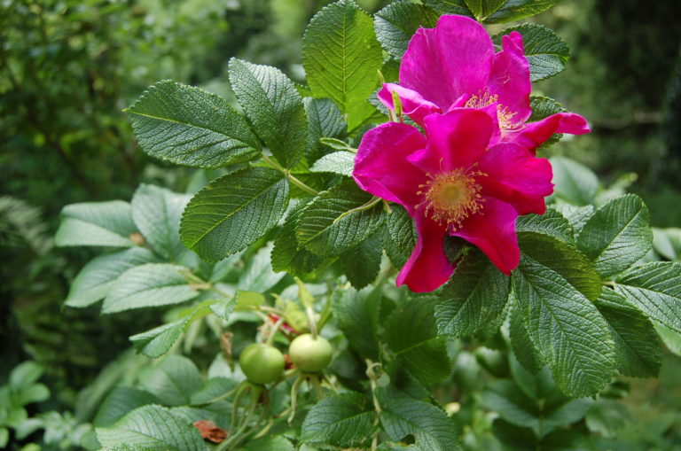 Blüte der Apfelrose