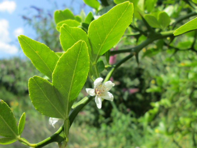 Poncirus trifoliata Blüte