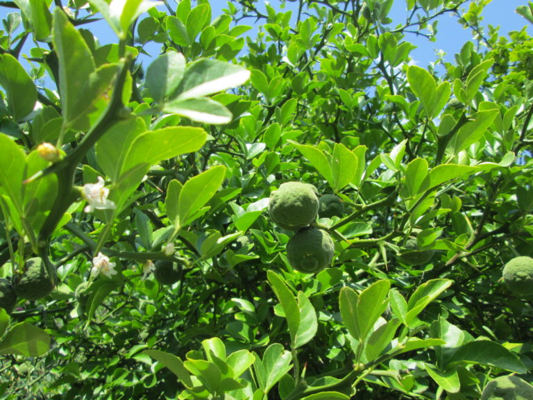 Poncirus trifoliata unreife Früchte und Blätter