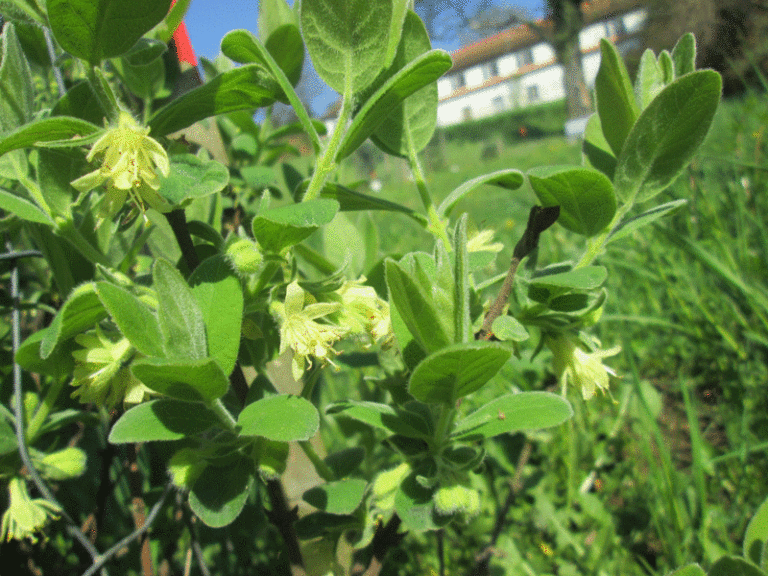 Lonicera kamtschatica Bluete