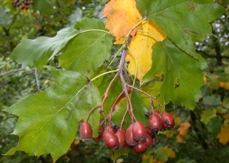 Reife, rotbraune Früchte der Elsbeere