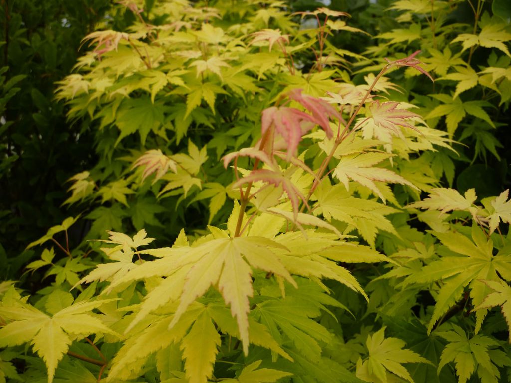 Acer palmatum "Orange Dream"