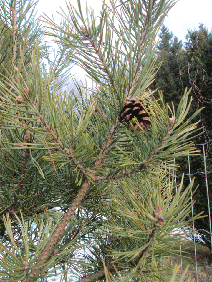 Pinus sylvestris Watereri Zapfen