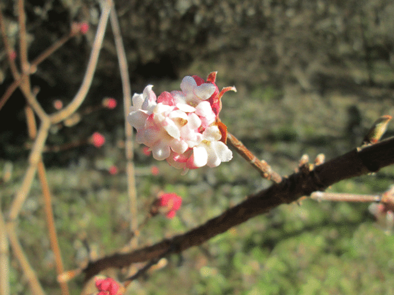 Viburnum botnantense Blüten