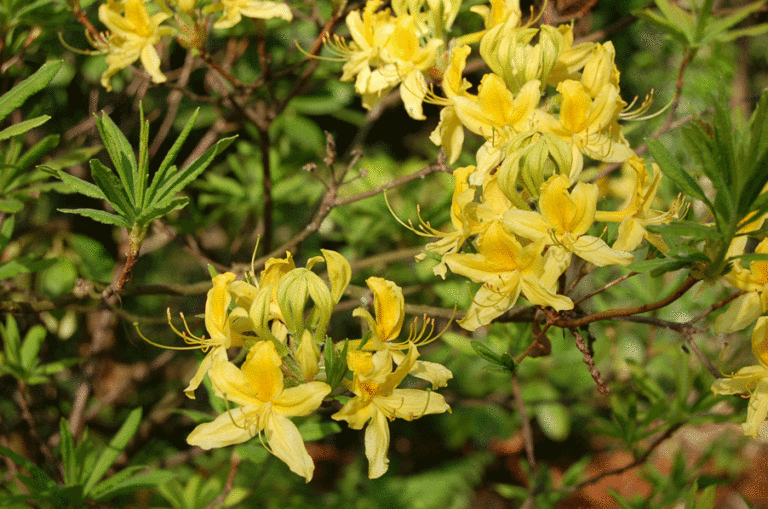 Azalea pontica Blüten