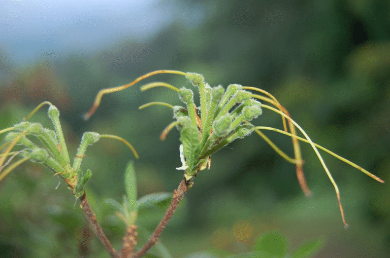 Azalea pontica nach dem Verblühen