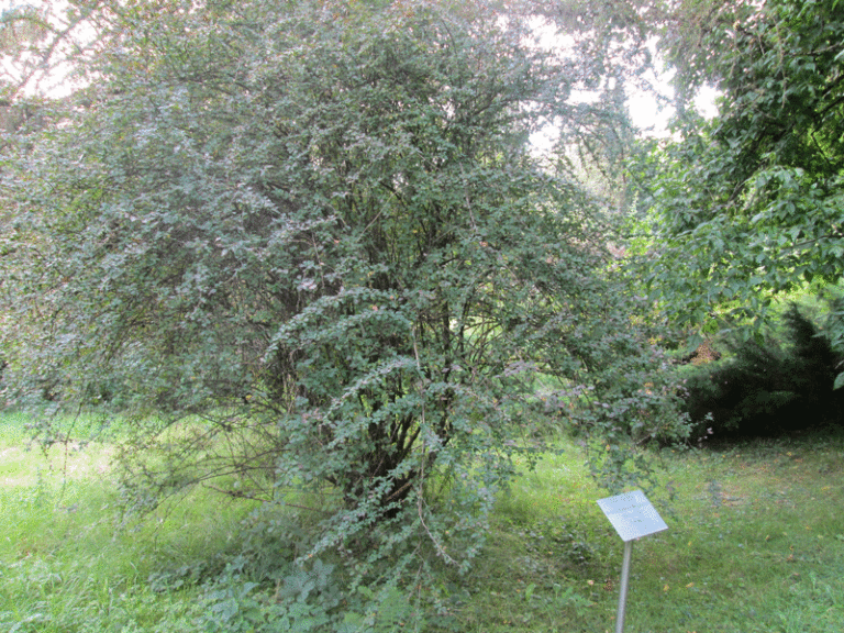 Strauch im Koniferenpark des Arboretum