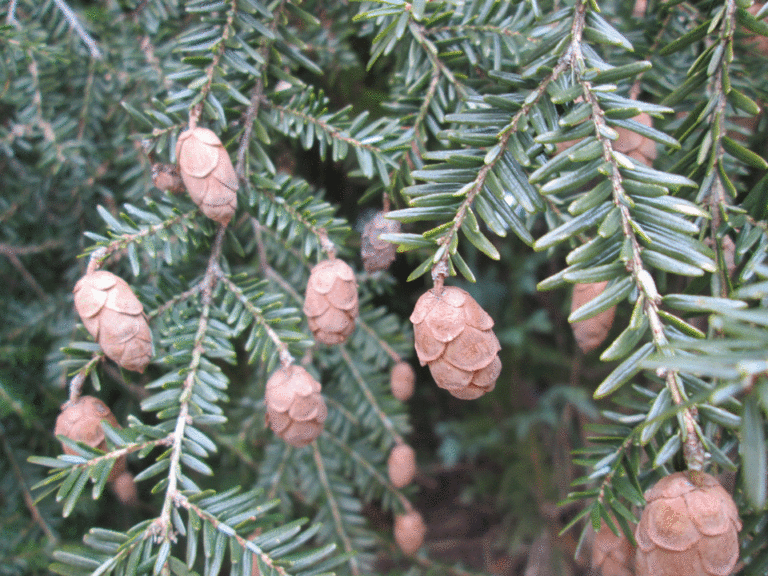 Hemlock-Zweig mit Zapfen