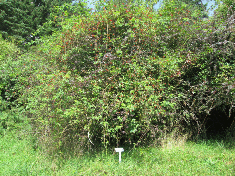 Hunds-Rosen-Busch im Arboretum