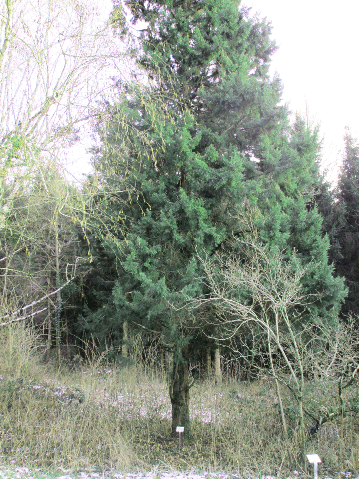 Alter Juniperus virginiana im Arboretum