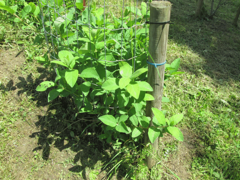 Junge Kamtschatka-Beere im Arboretum