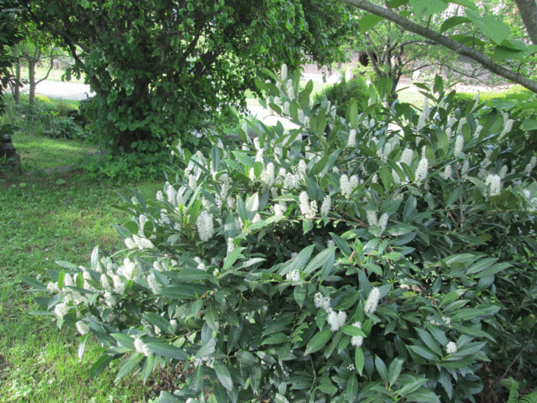 Strauch der Lorbeerkirsche