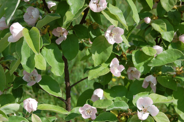 Blüte der Apfelquitte