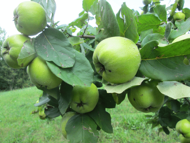 Früchte und Laub der Apfelquitte