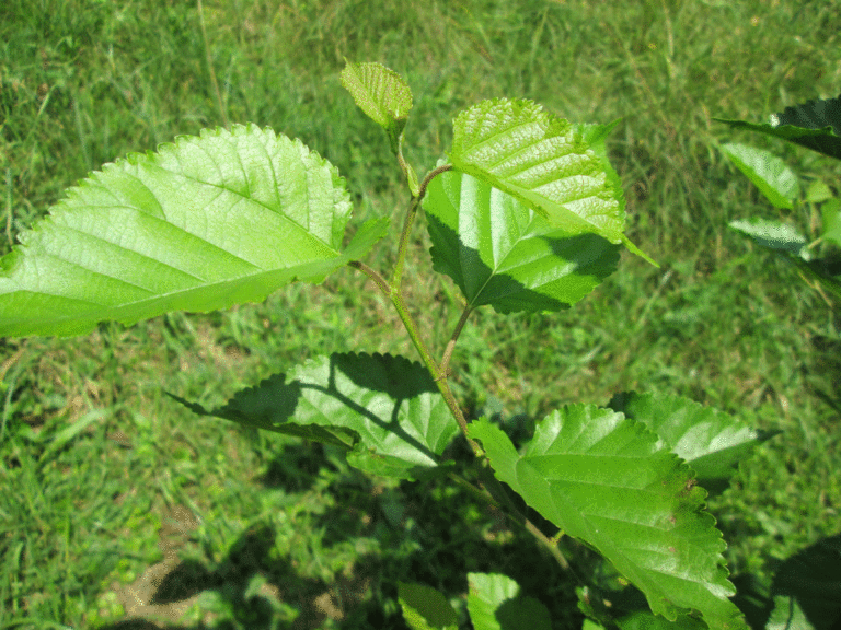 Blätter der Schwarzen Maulbeere