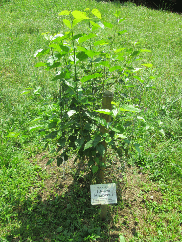 Junger Morus nigra- Baum im Wildobstgarten des Arboretums
