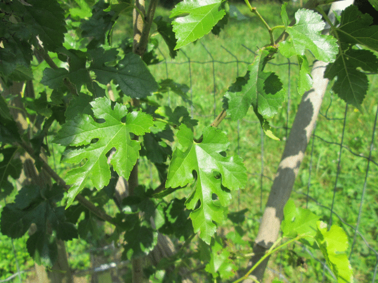 Blatt der weissen Maulbeere