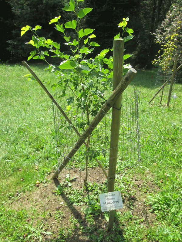 Junger Maulbeerbaum im Arboretum