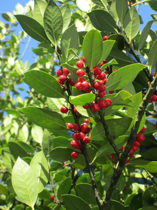 Altersform der Blätter ohne Randstacheln und mit roten Beeren