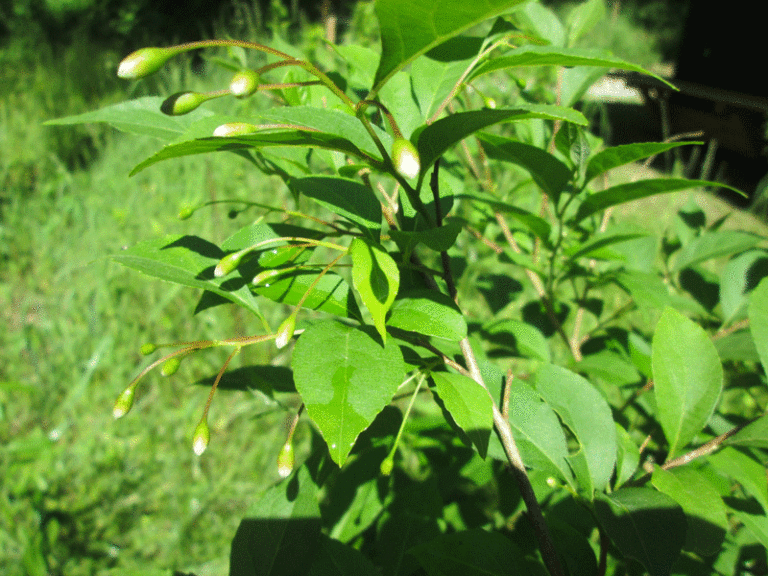 Arboretum mit noch geschlossenen Blütenknospen