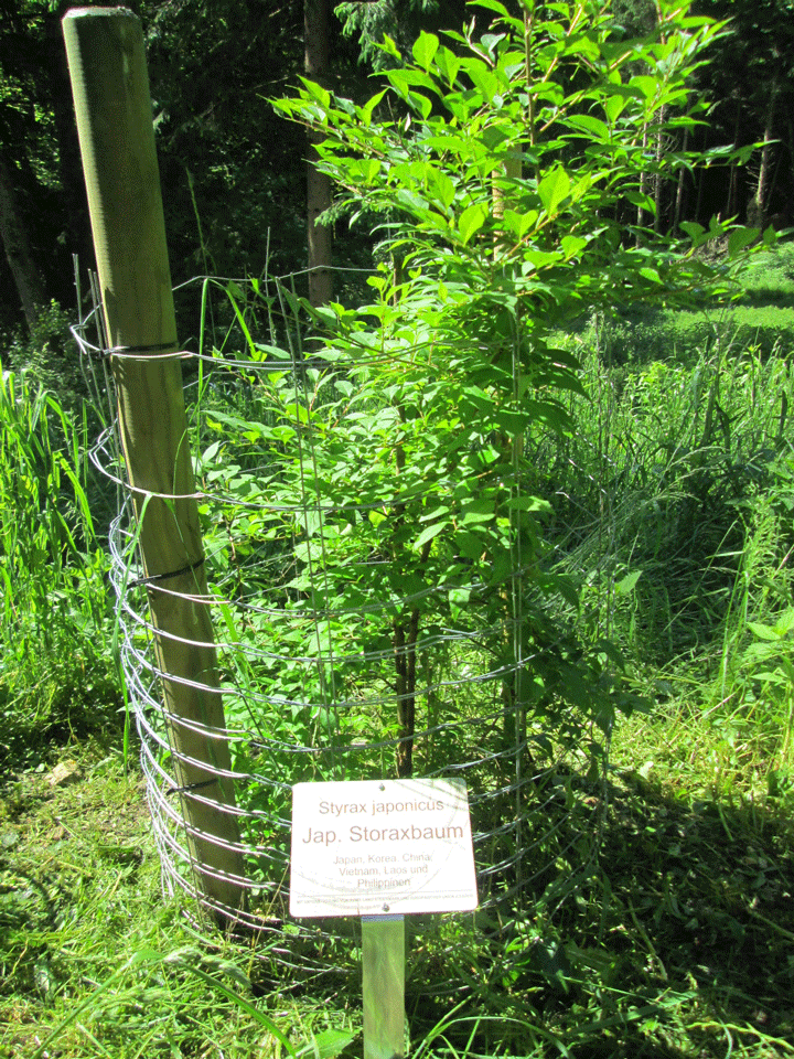 Jungpflanze Storaxbaum an der Südwestseite des Teehauses